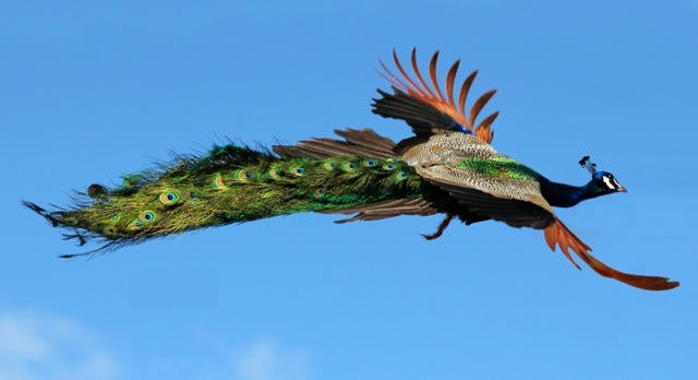 Are full-tailed peacocks or any peafowl for you?